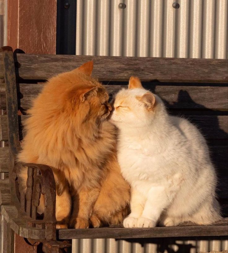 Picture of cat